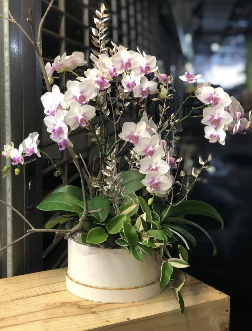 白花紅心-實拍圖片