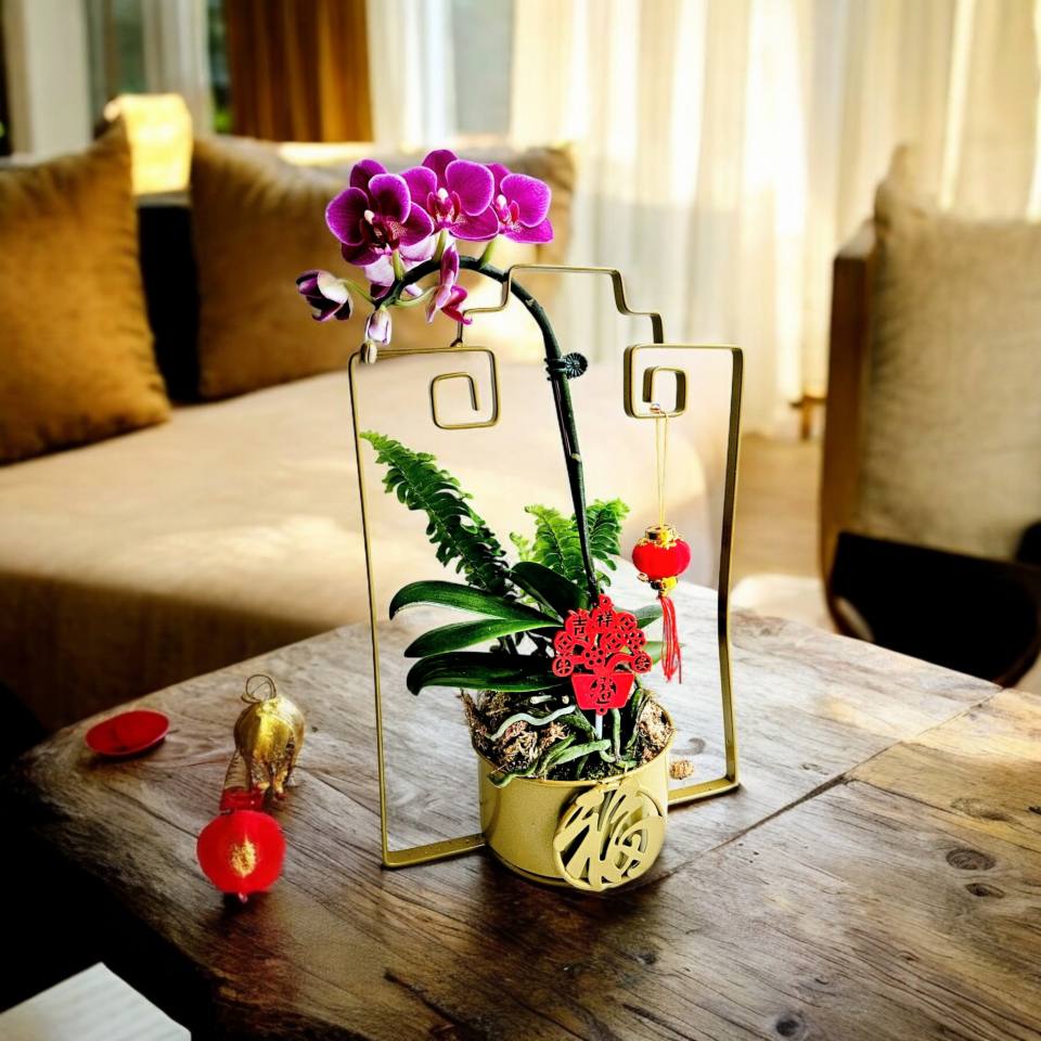 精品蘭花_ 紅蘋果春福-實拍圖片