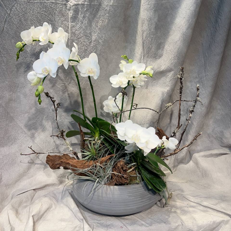 白色蝴蝶-實拍圖片