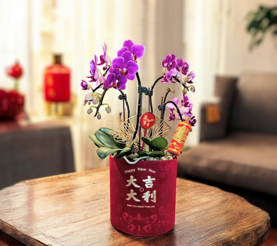 精品蘭花組盆_大吉大利F-實拍圖片