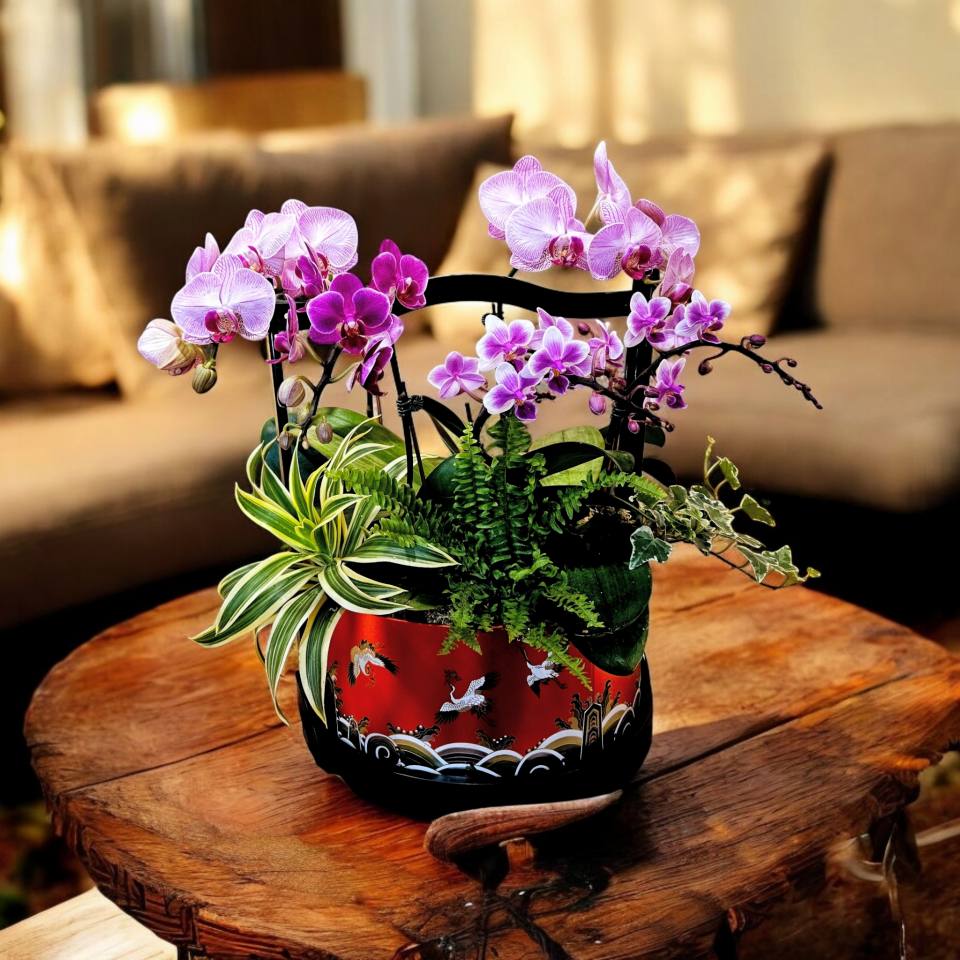 精品蘭花組盆_吉祥大提籃E-實拍圖片