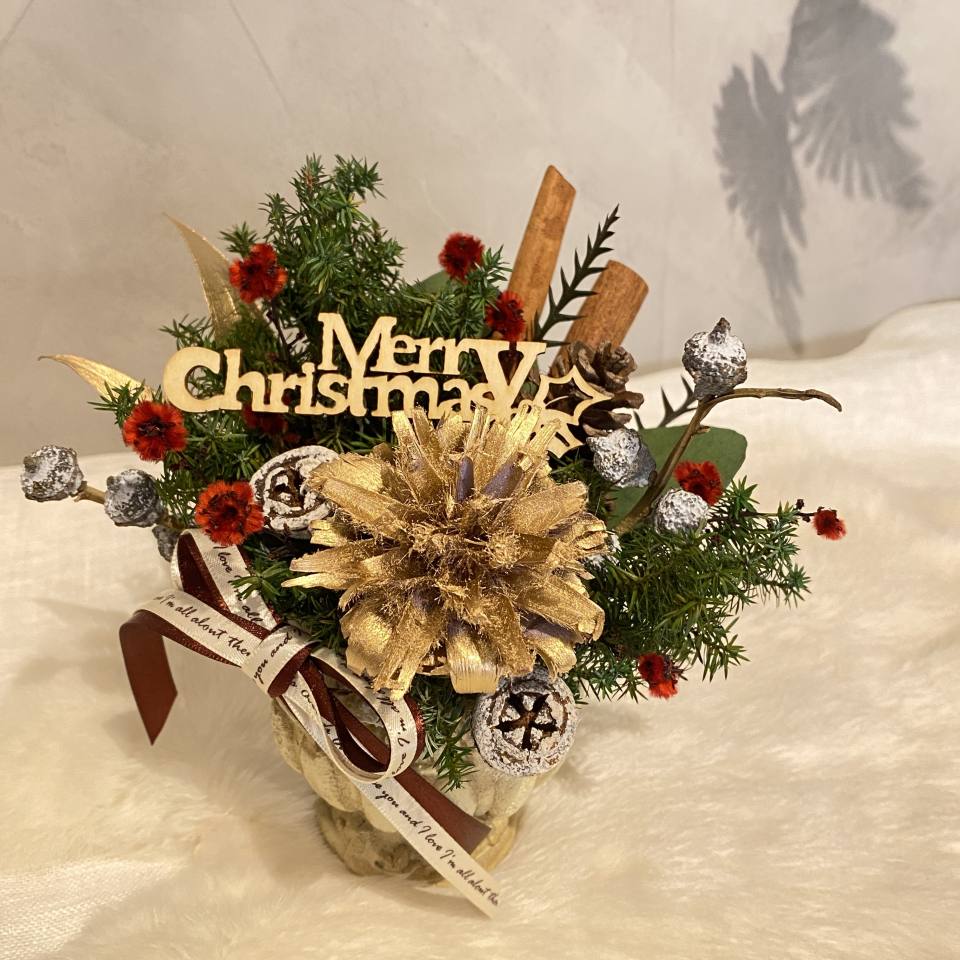 聖誕節盆花-實拍圖片