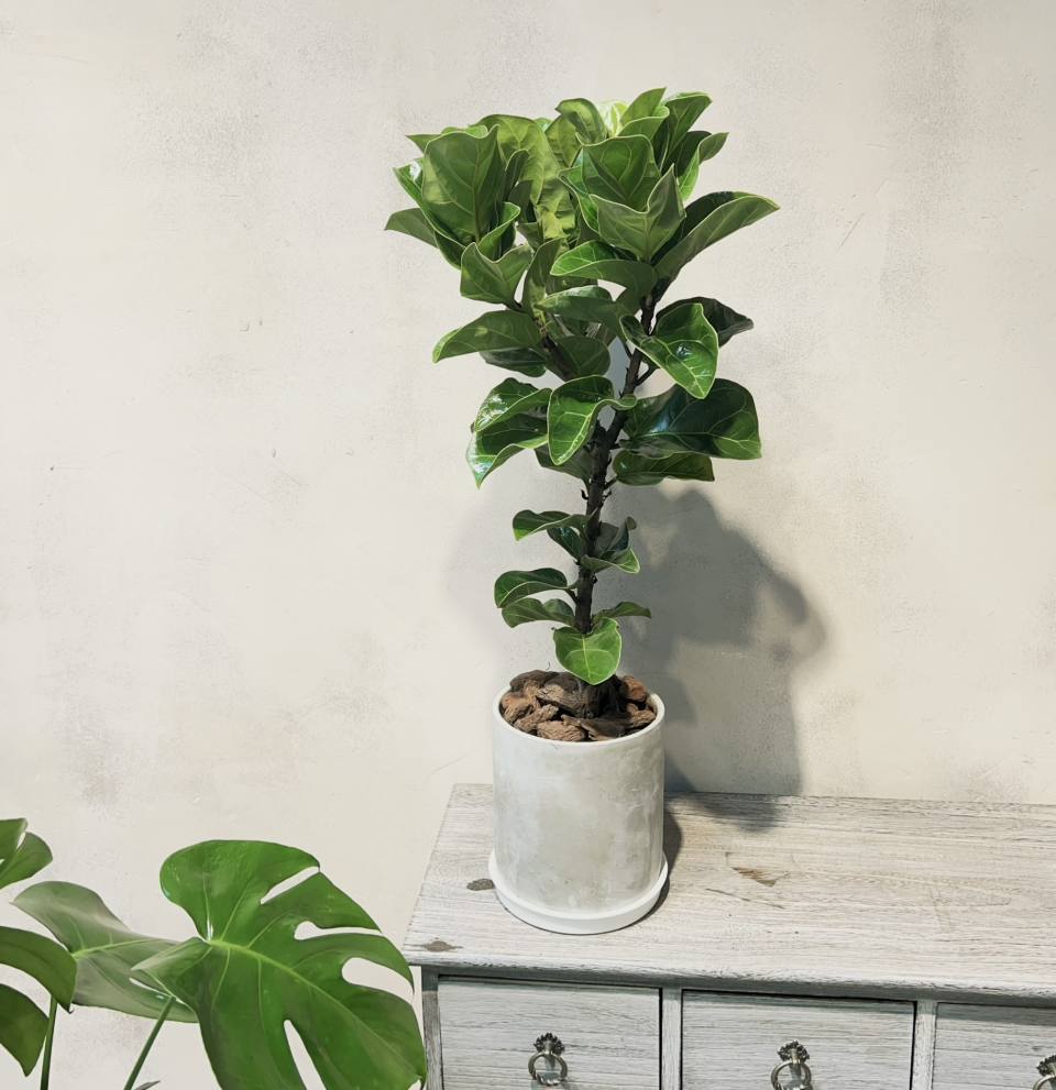 琴葉榕盆栽-實拍圖片