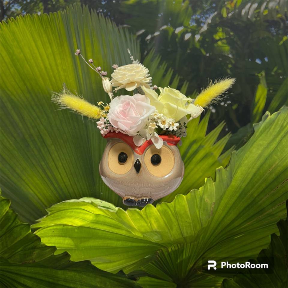 讓貓頭鷹陪你上班-實拍圖片