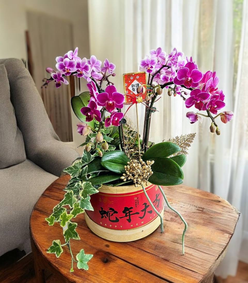 精品蘭花_ 蛇年大吉蘭花組盆-實拍圖片