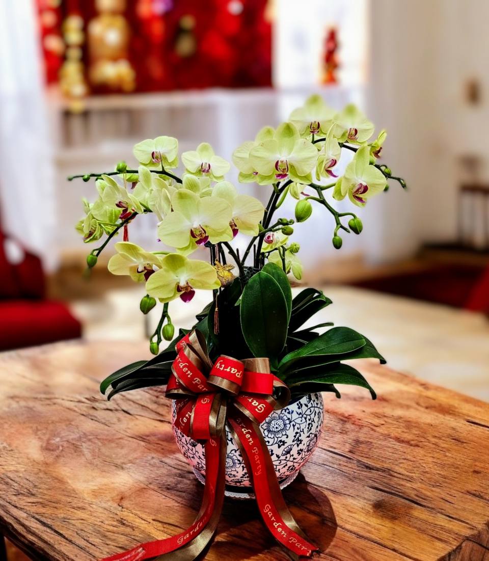 精品蘭花_ 哇沙米蘭花組盆-實拍圖片