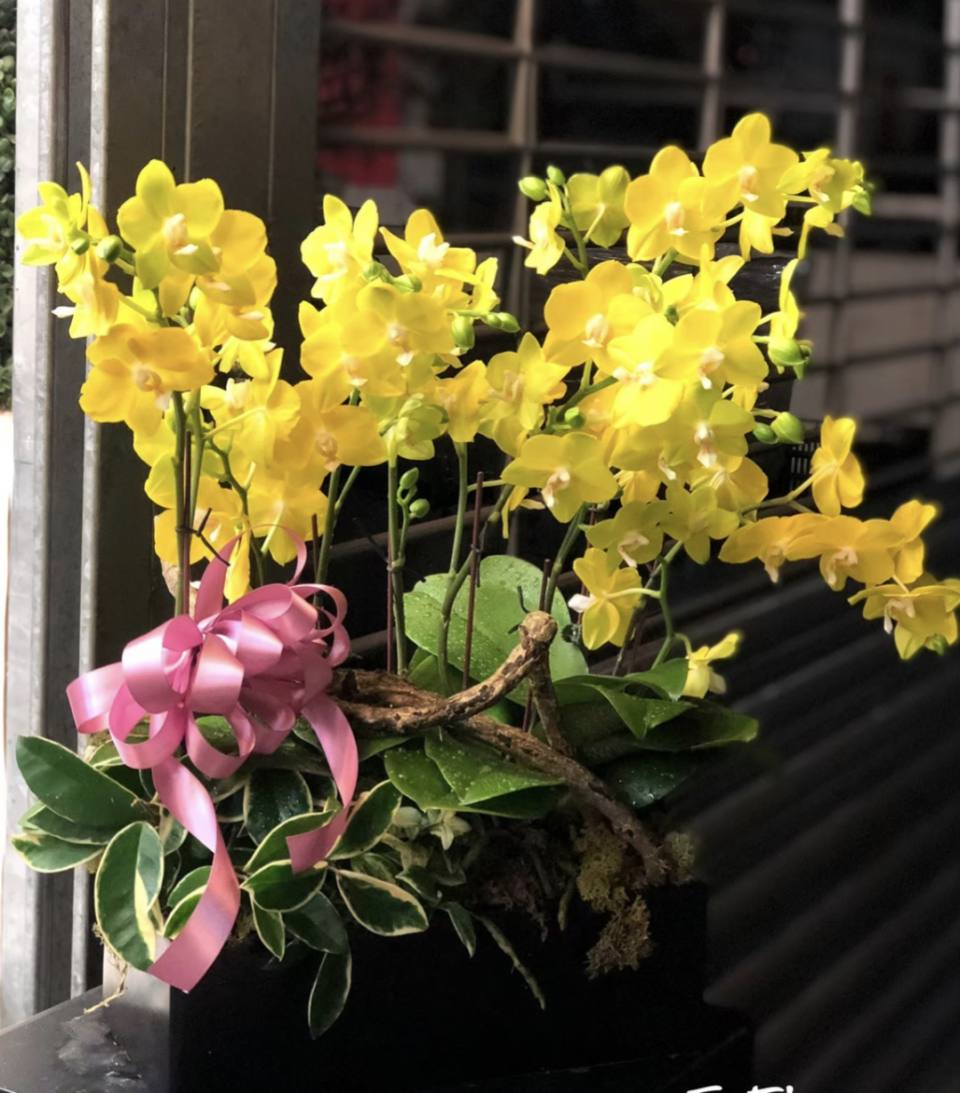 黃色光芒-實拍圖片