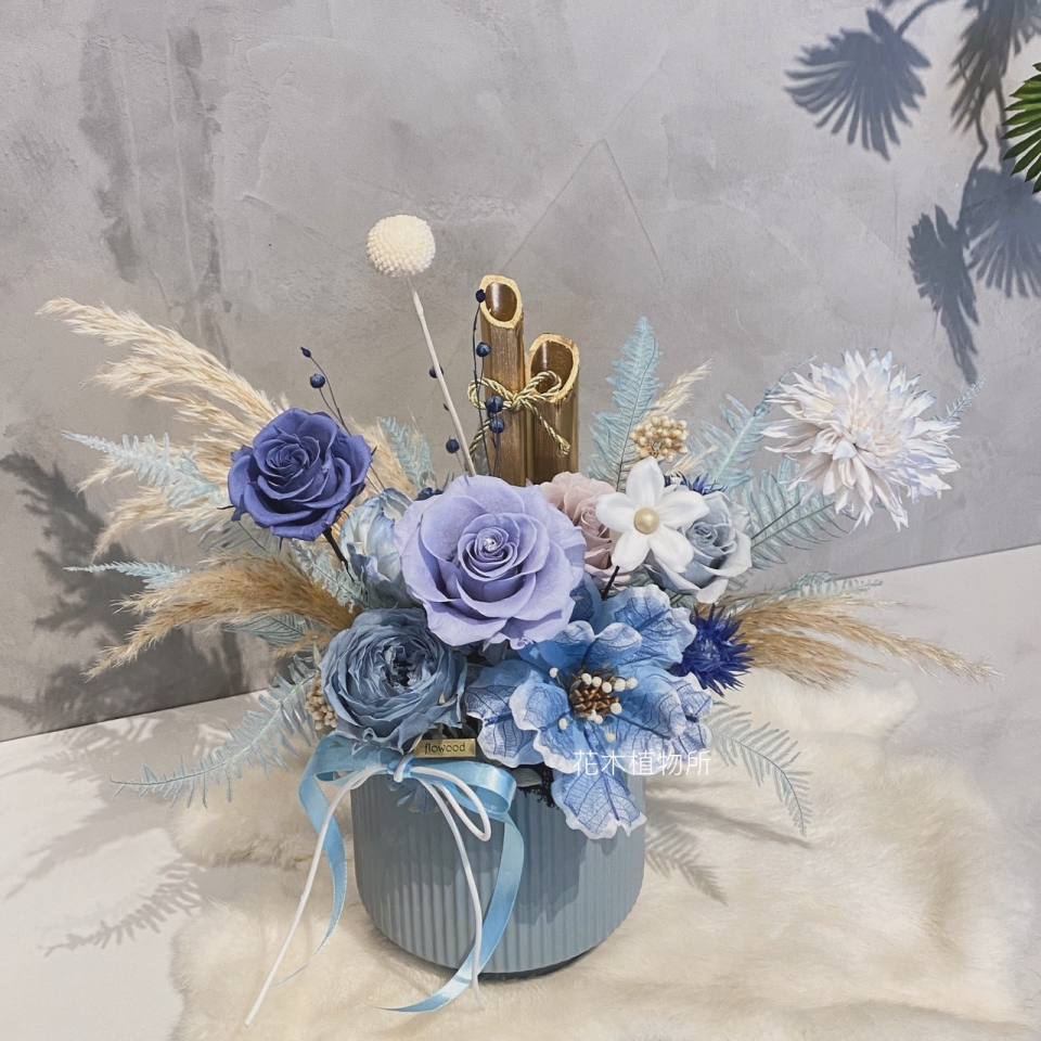 不凋盆花-莫蘭迪藍-實拍圖片