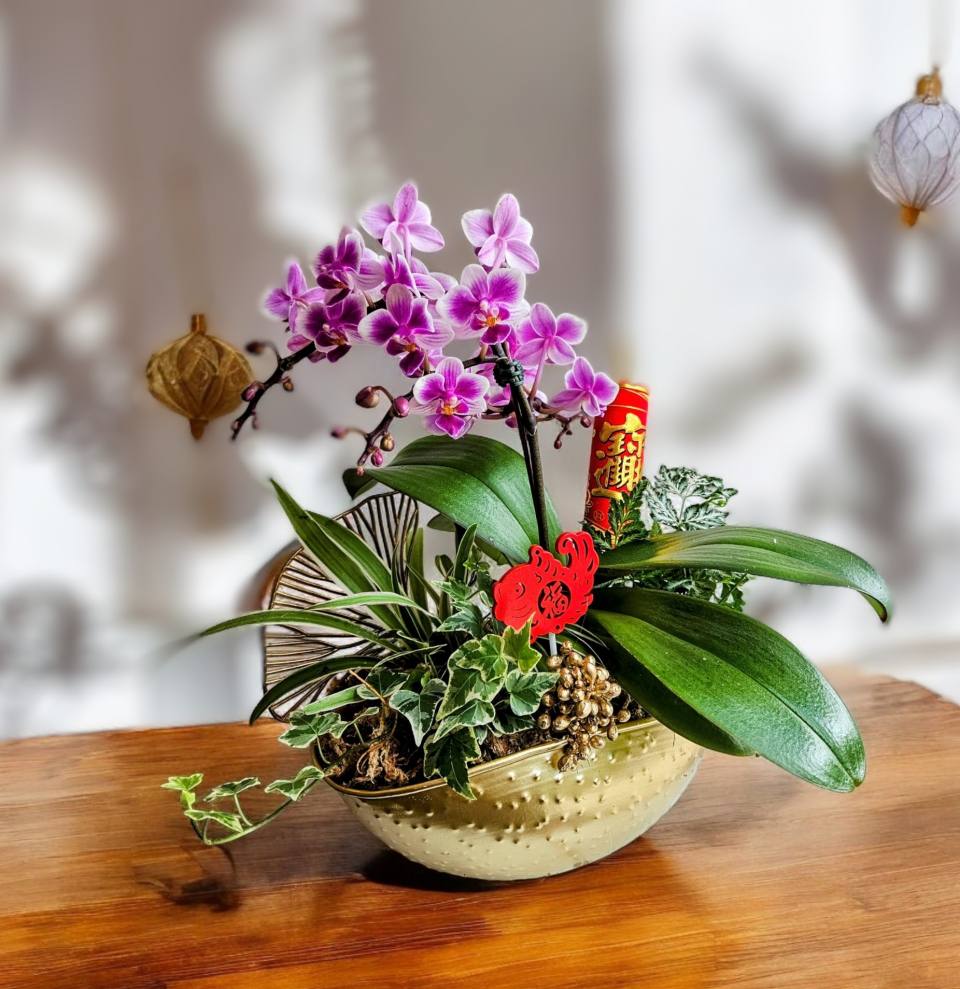精品蘭花_ 紅蘋果蘭花聚寶盆（ 已售出）-實拍圖片