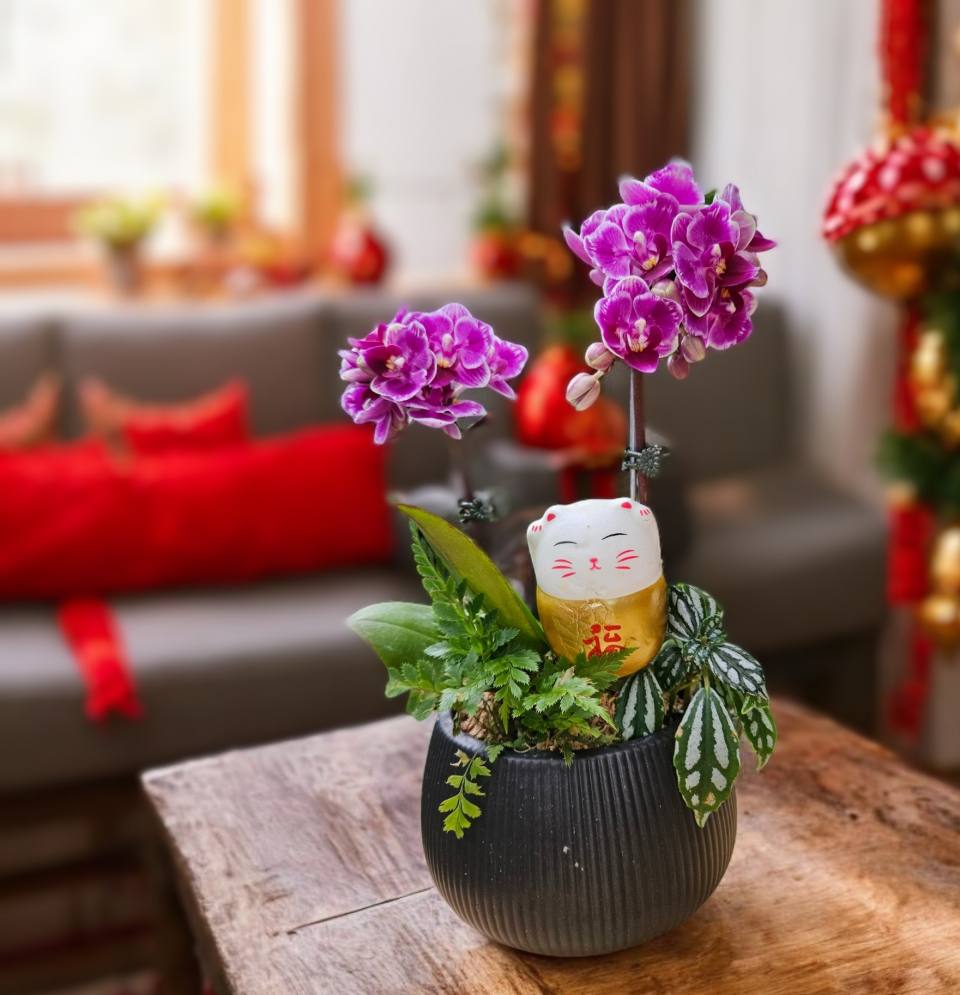 精品蘭花_蘭花招財貓組盆-實拍圖片