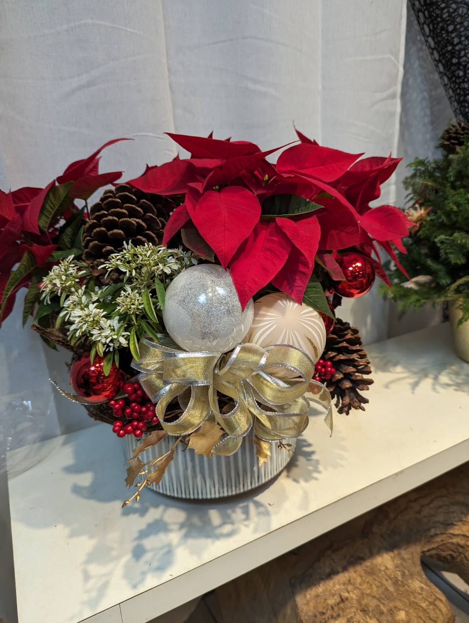 設計款聖誕紅盆栽-實拍圖片