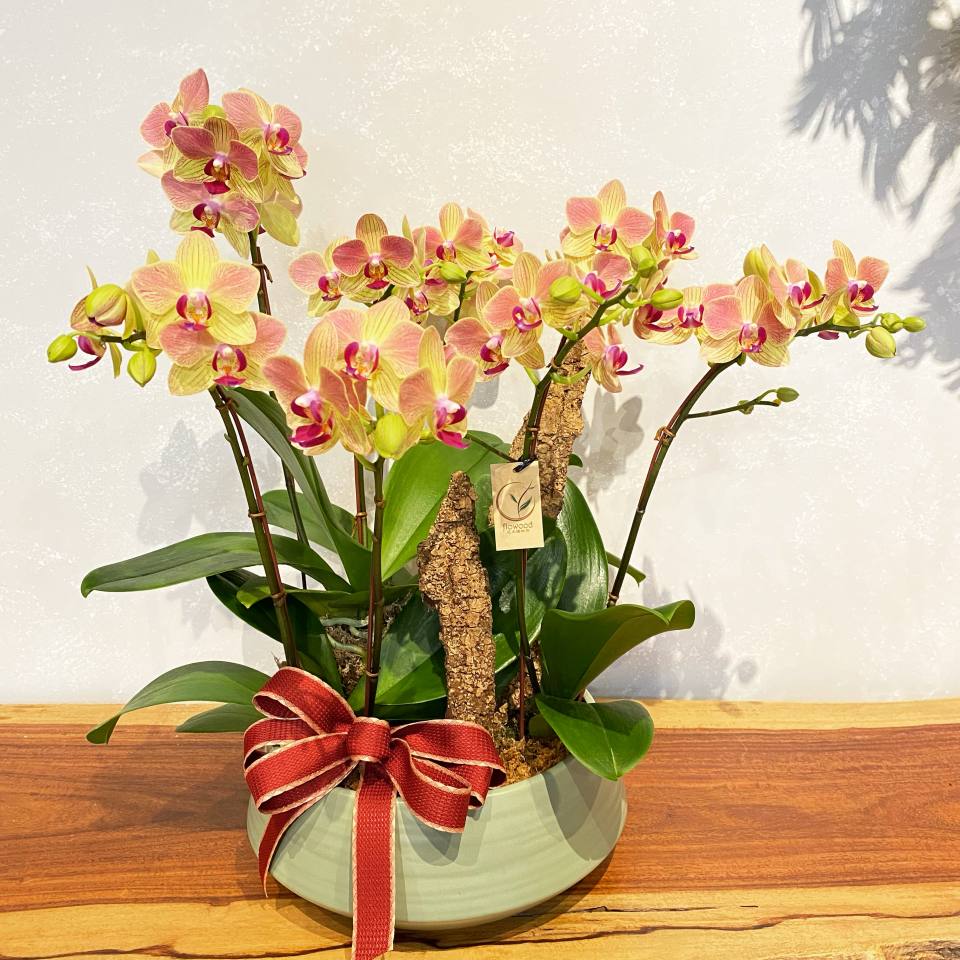 高雅出眾蘭花盆組 配飾可調整-實拍圖片