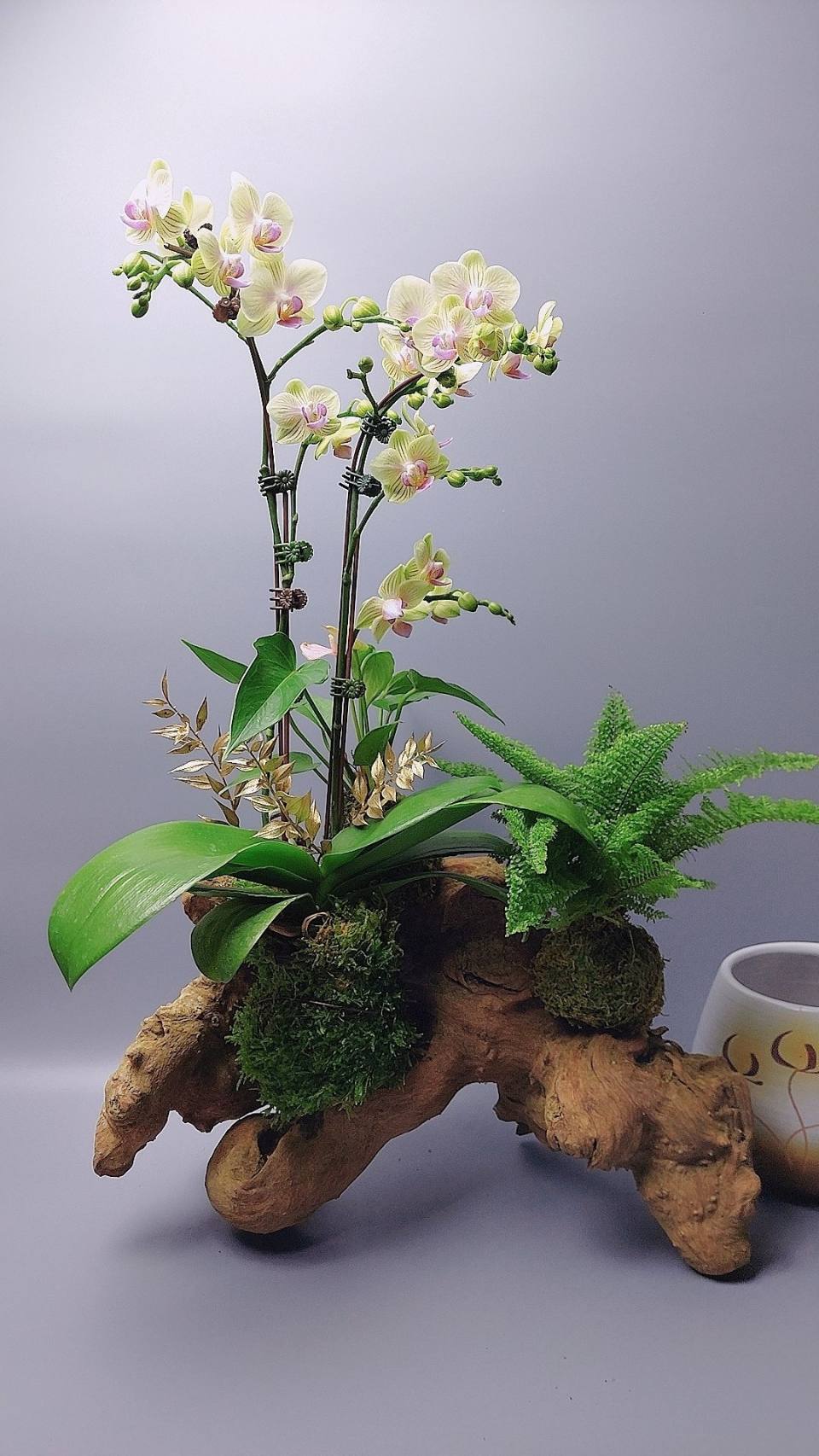 自然的美進階版-實拍圖片