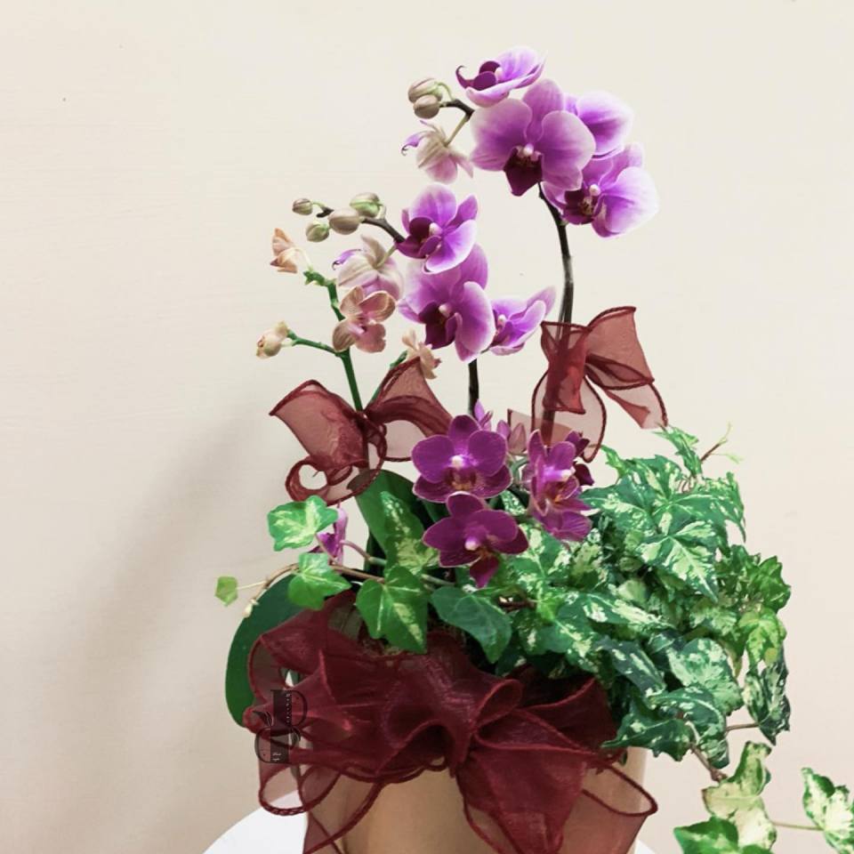 迷你蘭花園-實拍圖片