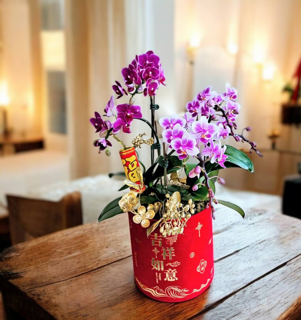 精品蘭花組盆 _紅蘋果吉祥如意F-實拍圖片