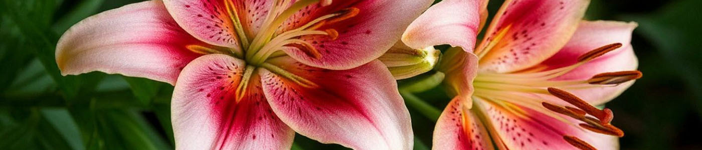 鐵砲百合花材介紹－花語與花藝應用