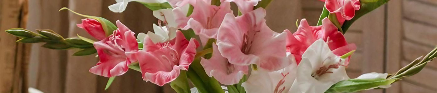 劍蘭花材介紹－花語與花藝應用