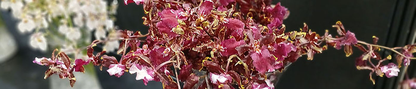 文心蘭花材介紹－花語與花藝應用