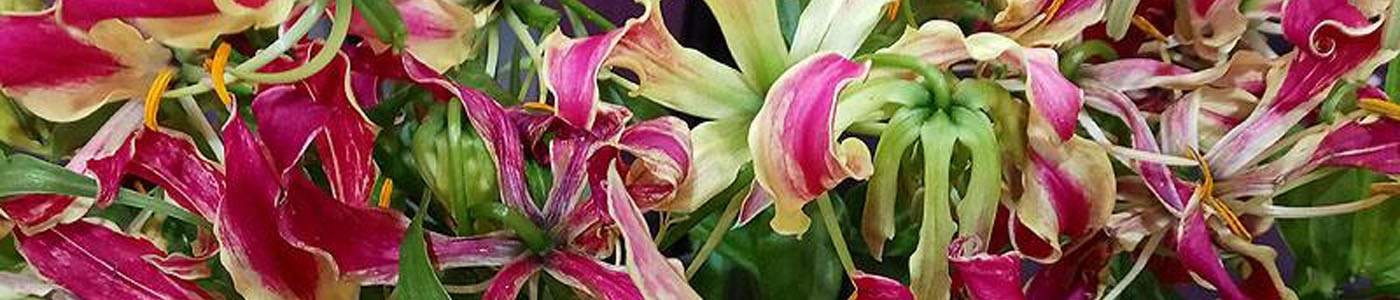 其他花卉花材介紹－花語與花藝應用