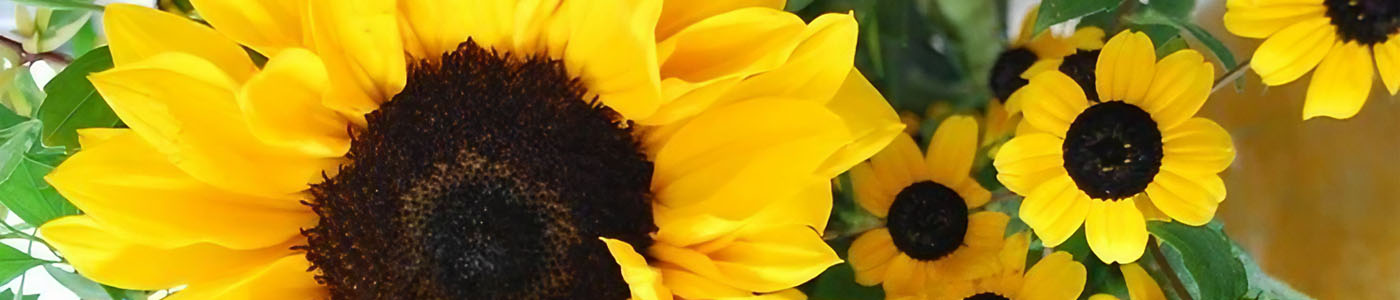 向日葵花材介紹－花語與花藝應用