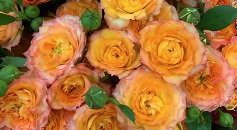 玫瑰多朵雙色花材實拍圖