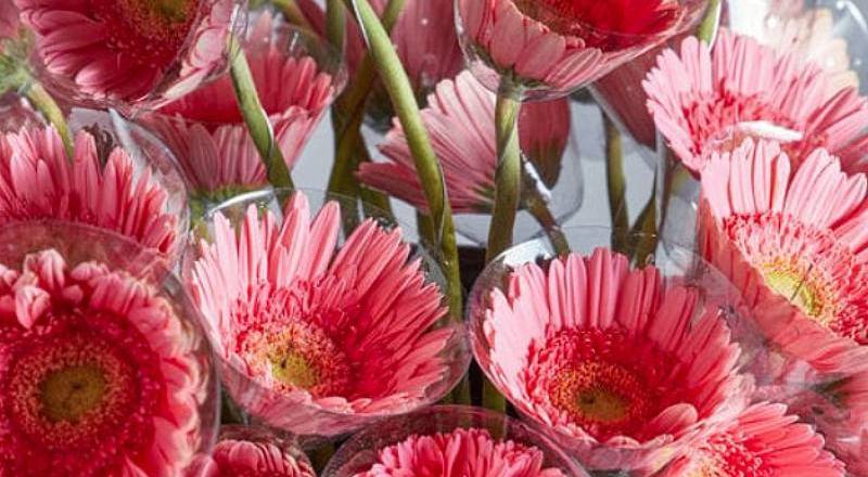 菊花伊斯瑪拉花材實拍圖