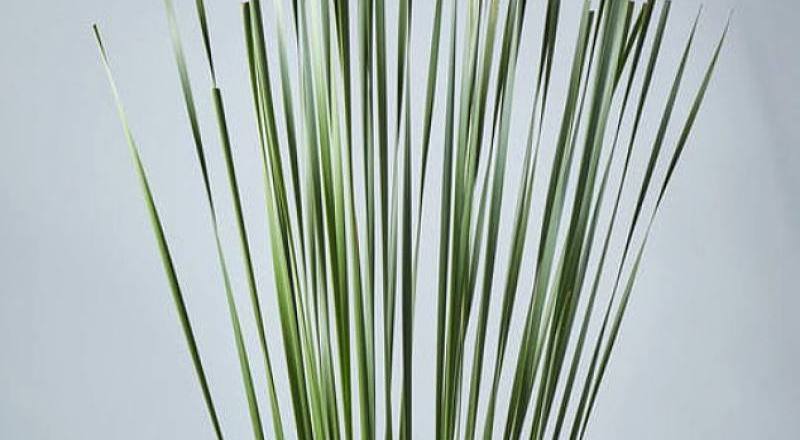 切葉類水燭葉花材實拍圖