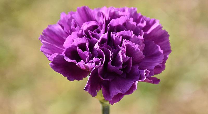 康乃馨紫花材實拍圖