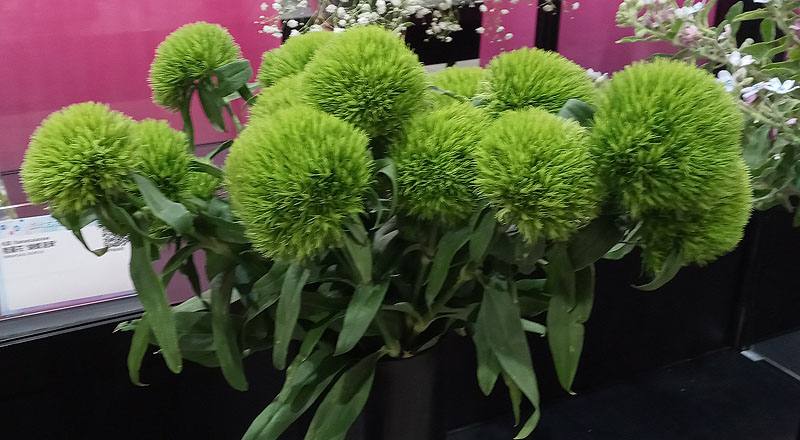 繡球撫子綠石竹花材實拍圖