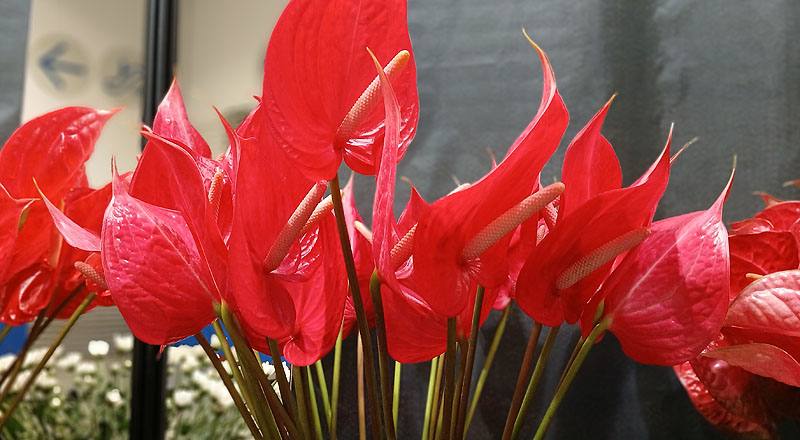 火鶴花紅色花材實拍圖
