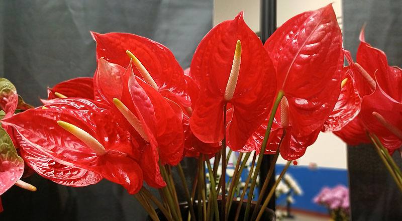 火鶴花丘比特花材實拍圖