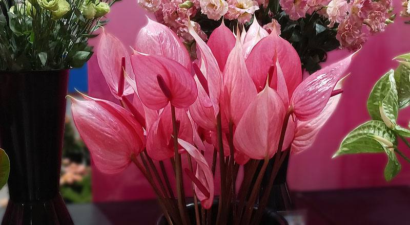 火鶴花月光花材實拍圖