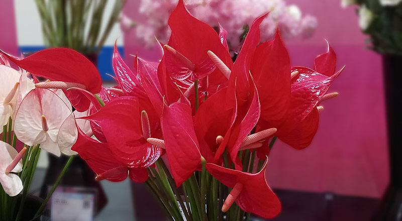 火鶴花紅鈴花材實拍圖