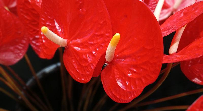 火鶴花維納斯花材實拍圖