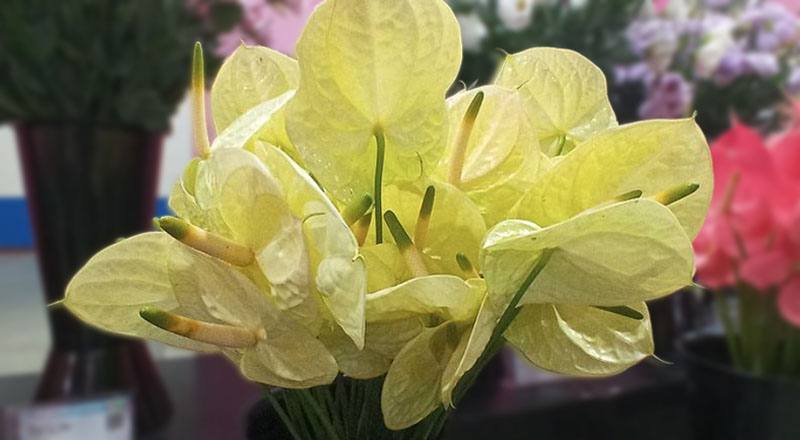 火鶴花黃瑪莉花材實拍圖