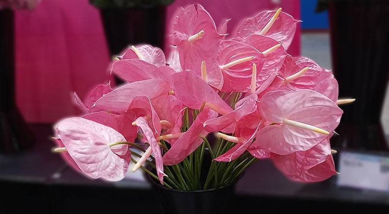 火鶴花夏粉花材實拍圖