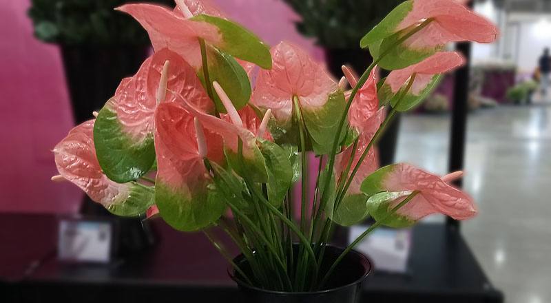 火鶴花粉綠邊花材實拍圖