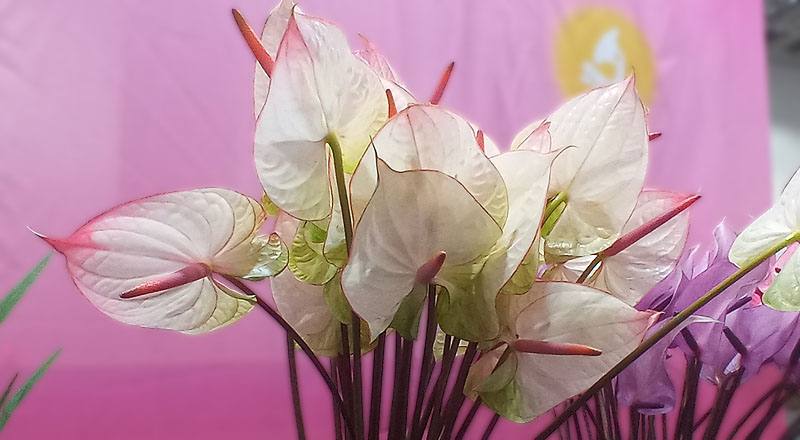 火鶴花夢幻花材實拍圖