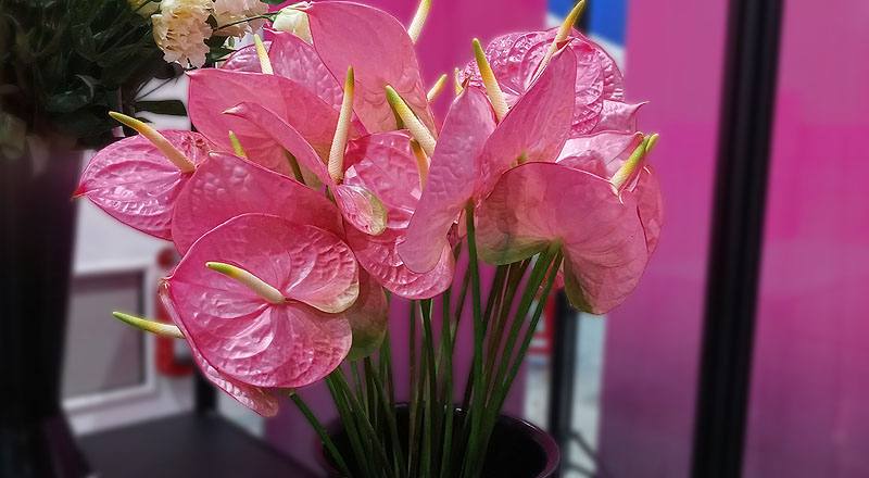 火鶴花羅莎花材實拍圖