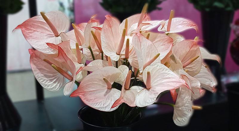 火鶴花太極花材實拍圖