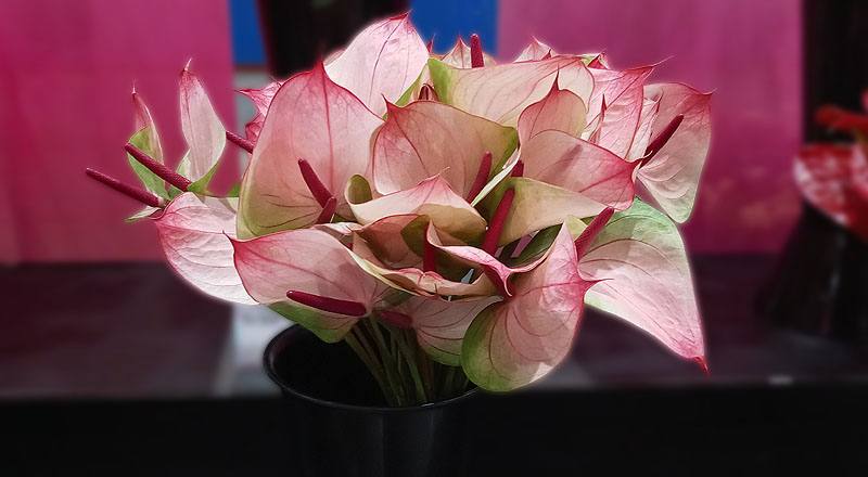 火鶴花小紅莓花材實拍圖