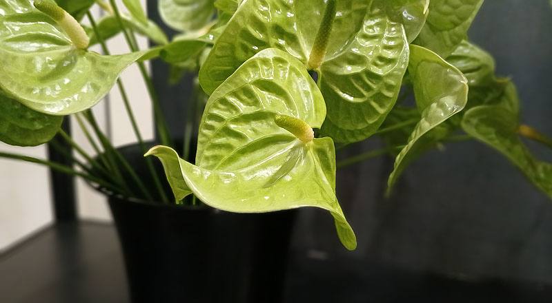 火鶴花 翠綠 實拍圖片10