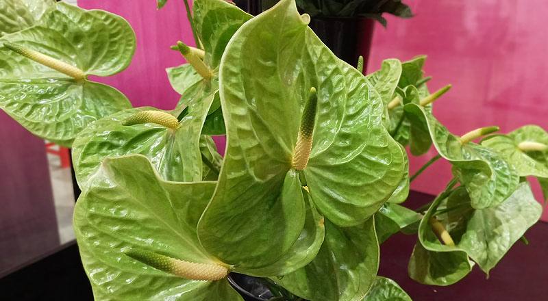 火鶴花 翠綠 實拍圖片6