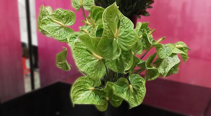 火鶴花 翠綠 實拍圖片1