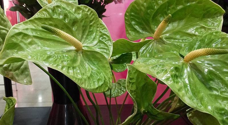 火鶴花 翠綠 實拍圖片3