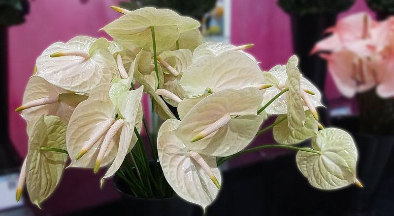 火鶴花雷夢娜花材實拍圖