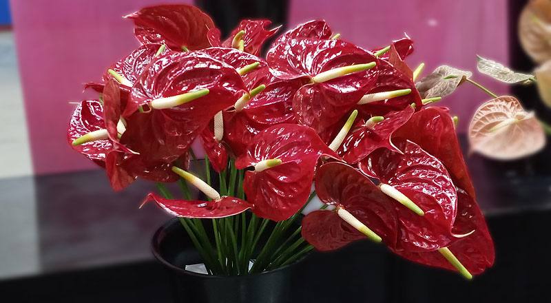 火鶴花黑珍珠花材實拍圖