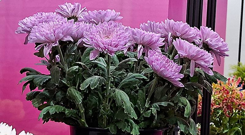 菊花羅莎諾粉花材實拍圖