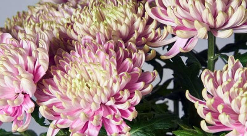 菊花羅莎諾粉綠花材實拍圖