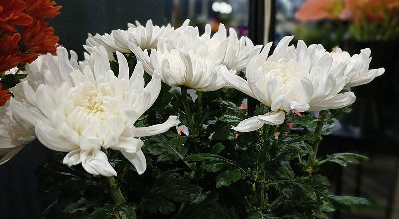 菊花白天星花材實拍圖